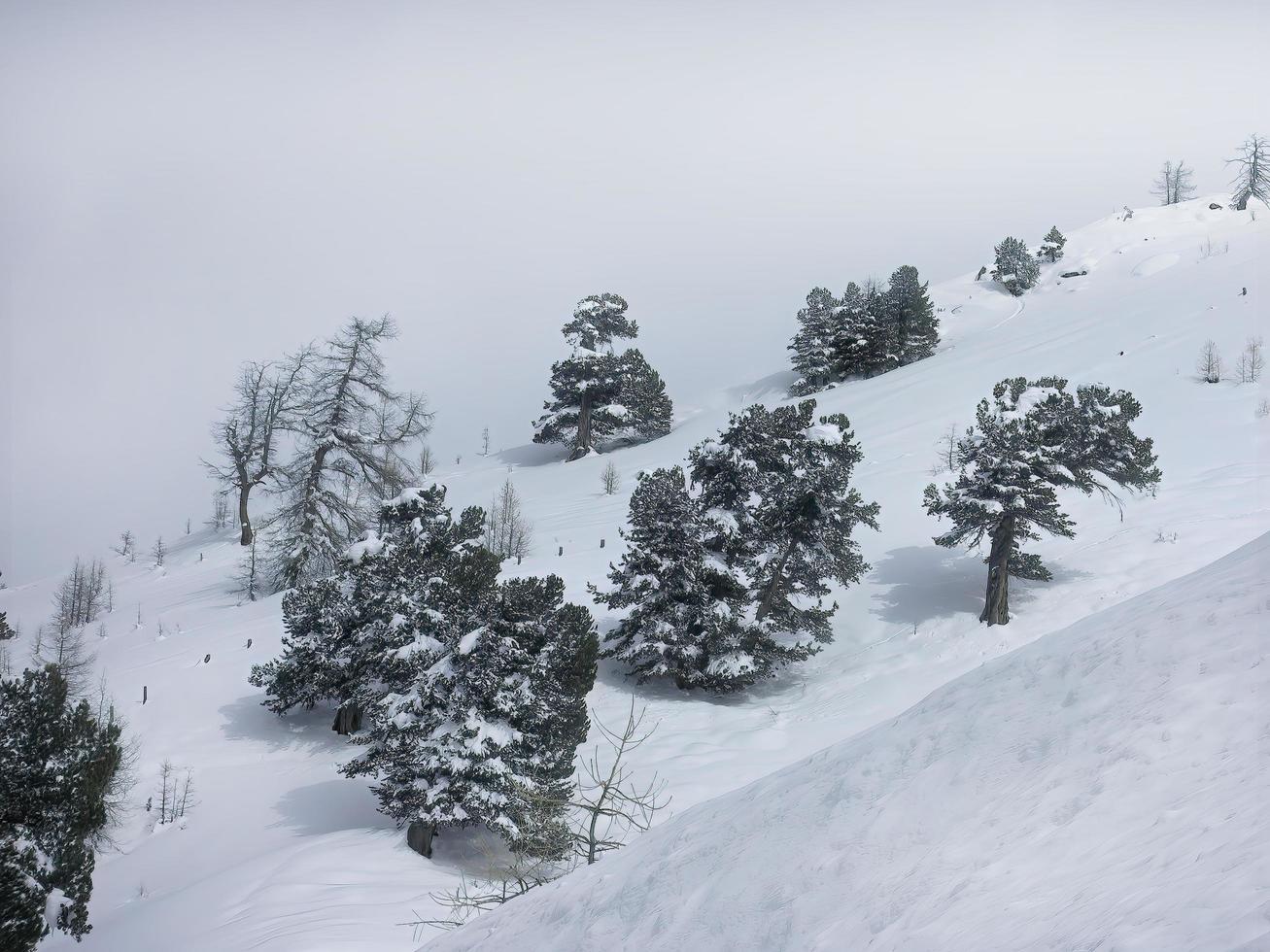 paysage de neige de paysage de saison d'hiver, arbres sur la pente d'une montagne enneigée blanche, lieu de ski, ciel gris photo