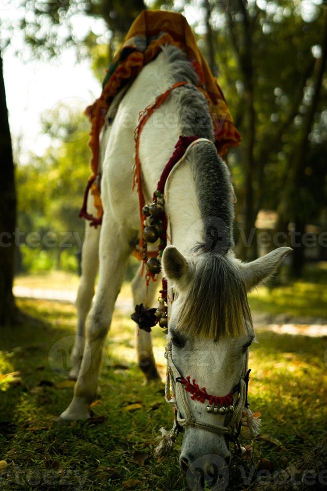 cheval blanc avant de manger de l'herbe dans les bois photo