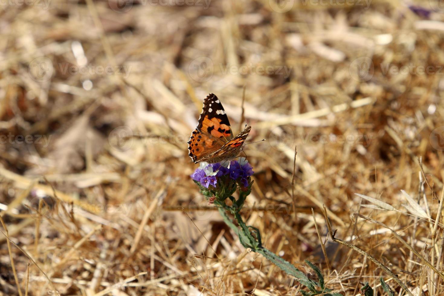 papillon lépidoptère est assis sur une fleur. photo