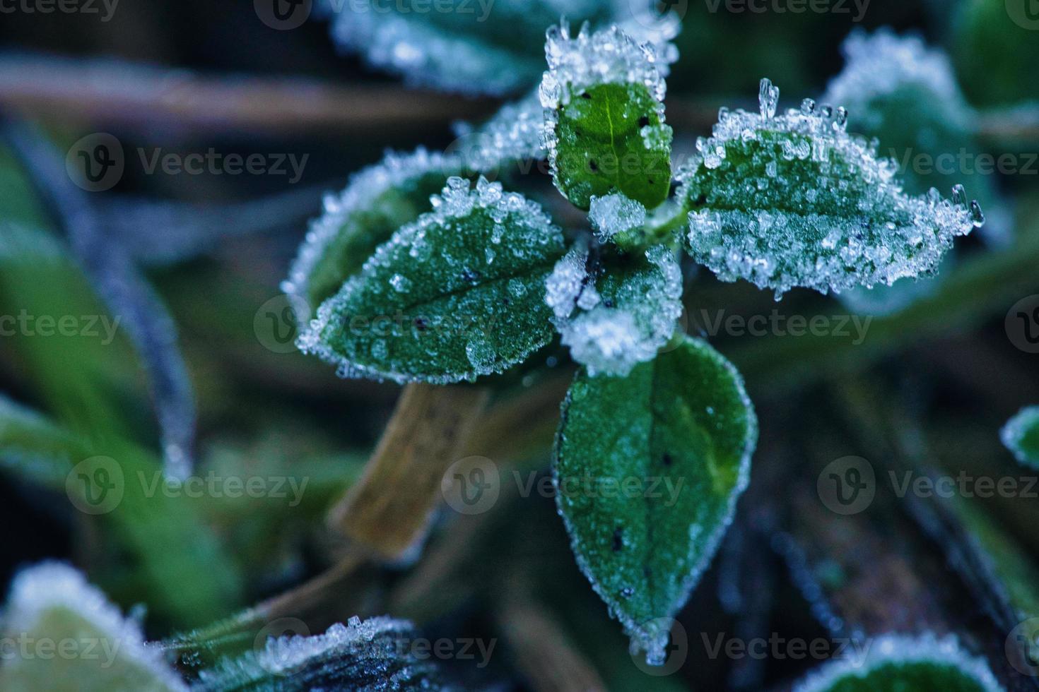 cristaux de glace sur des plantes encore vertes. gros plan d'eau gelée. photo macro