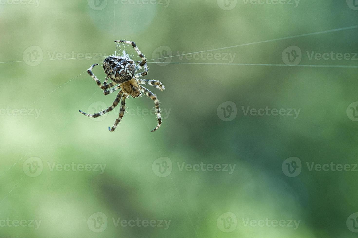 araignée croisée dans une toile d'araignée, à la recherche de proies. arrière-plan flou photo