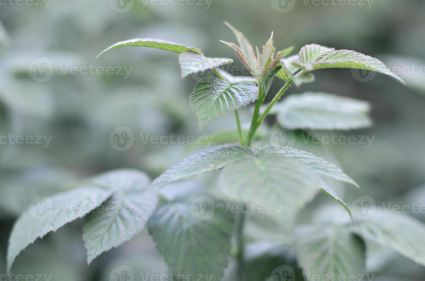 photo de quelques feuilles vertes d'un framboisier. buisson de plus en plus de framboise. photo macro avec arrière-plan flou