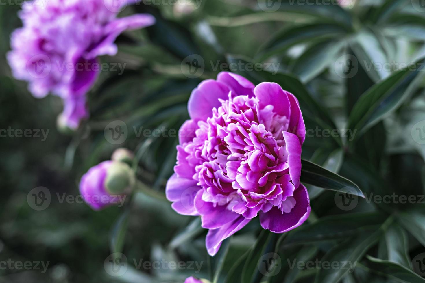 fleur de pivoine rose en gros plan, buisson fleuri dans le jardin photo