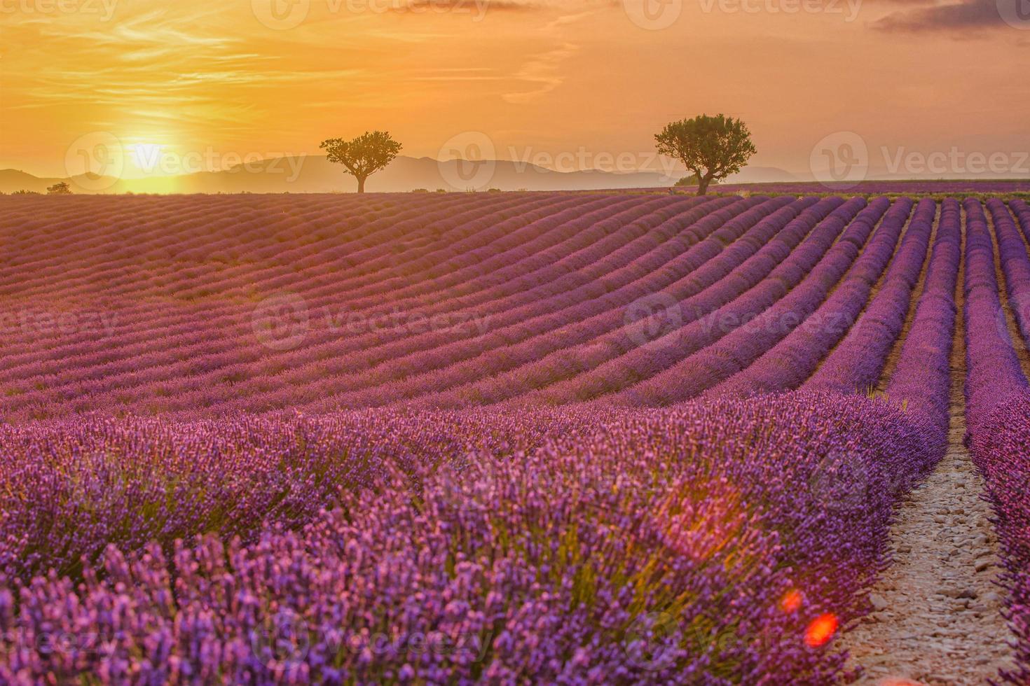 beau paysage naturel. magnifique paysage pittoresque avec champ de lavande au coucher du soleil. fleurs de lavande parfumées violettes en fleurs avec des rayons de soleil avec un ciel chaud au coucher du soleil. incroyable scène tranquille pittoresque photo