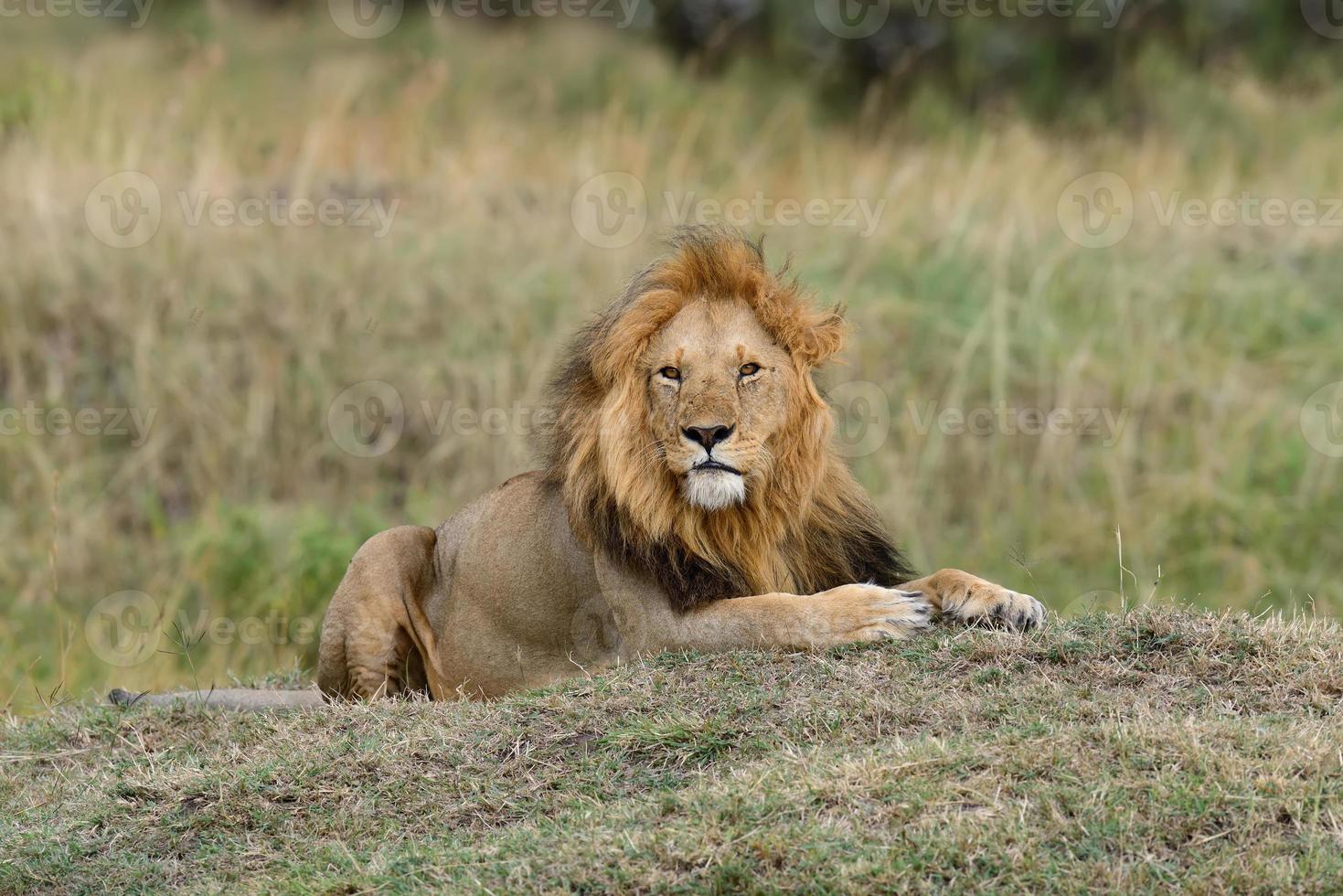 fermer le lion dans le parc national du kenya photo