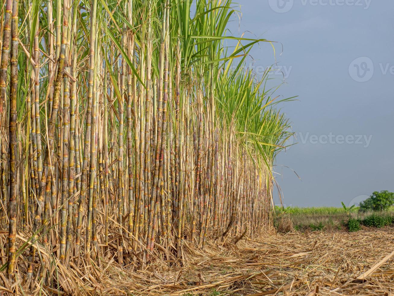 plantations de canne à sucre, la plante tropicale agricole en thaïlande photo