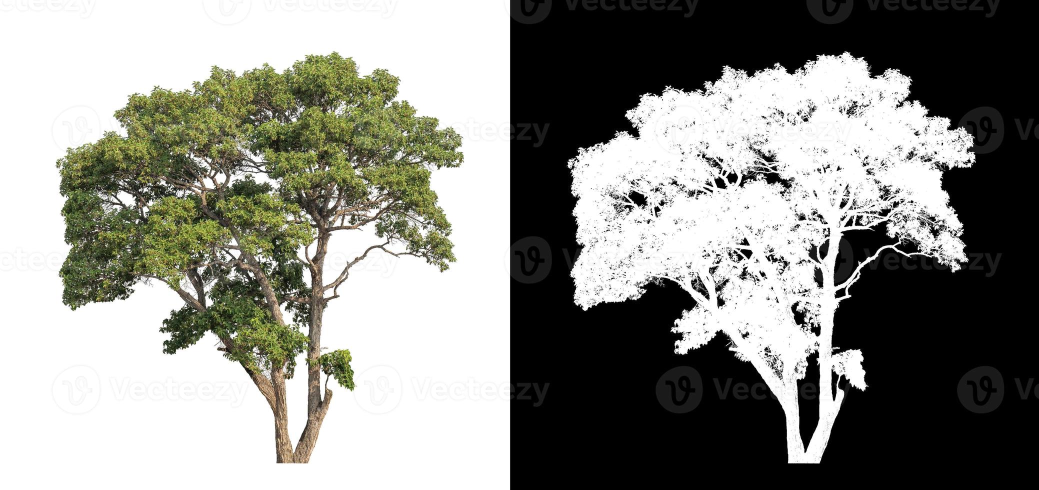 les arbres isolés sur fond blanc conviennent à la fois à l'impression photo