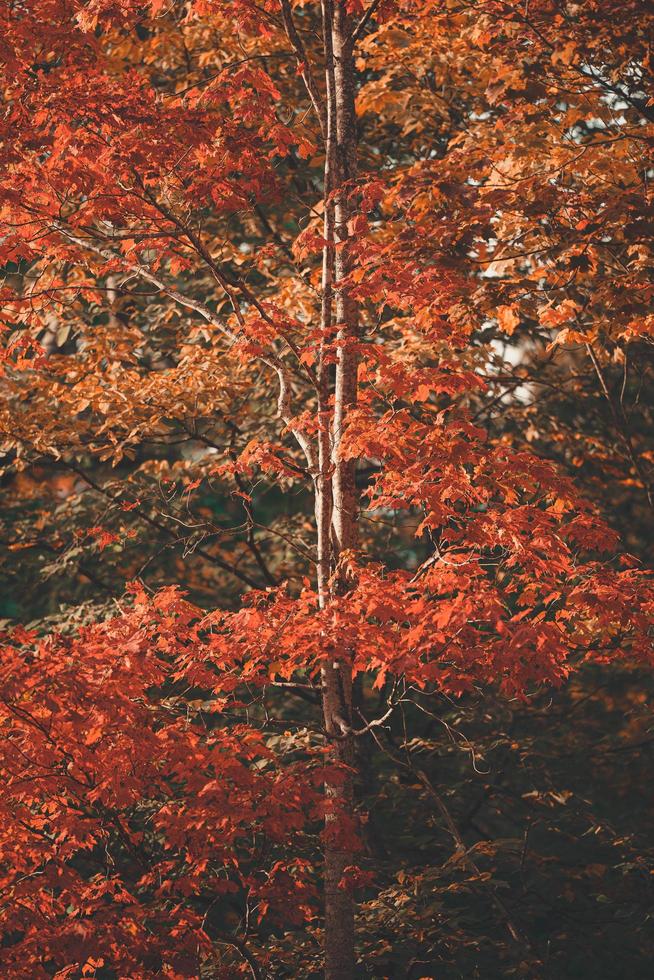 couleurs des arbres d'automne. photo