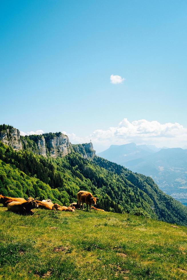 chevaux sur champ d'herbe verte près de la montagne photo