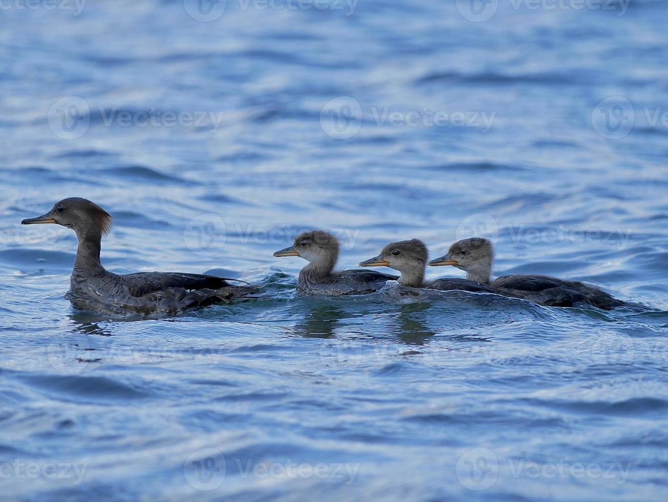 maman harle et bébés photo