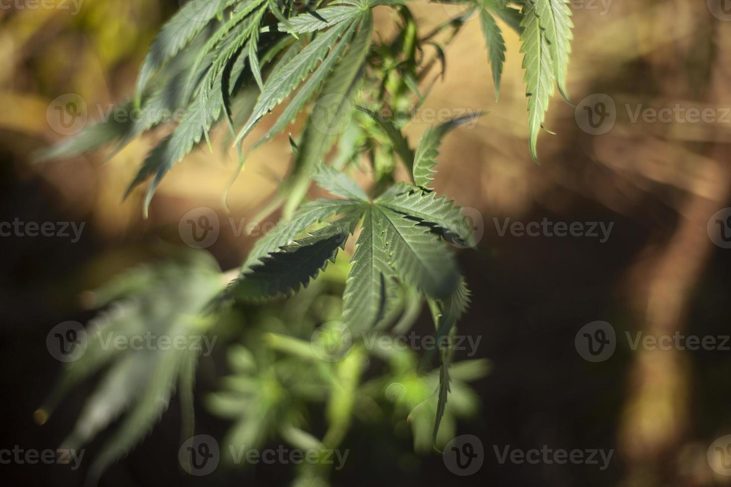 la marijuana pousse à l'extérieur. variété d'herbe. photo