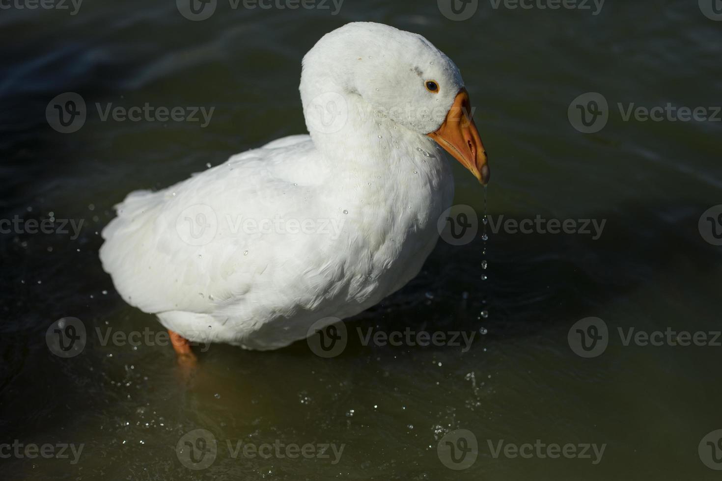 l'oie blanche se tient dans l'eau. oie lavable. animal à la campagne. photo