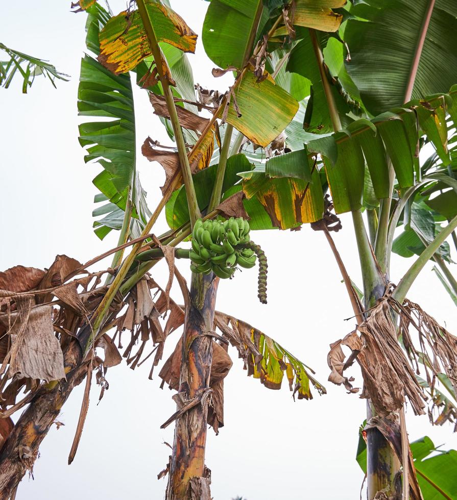 bananier qui pousse frais sur une plantation photo