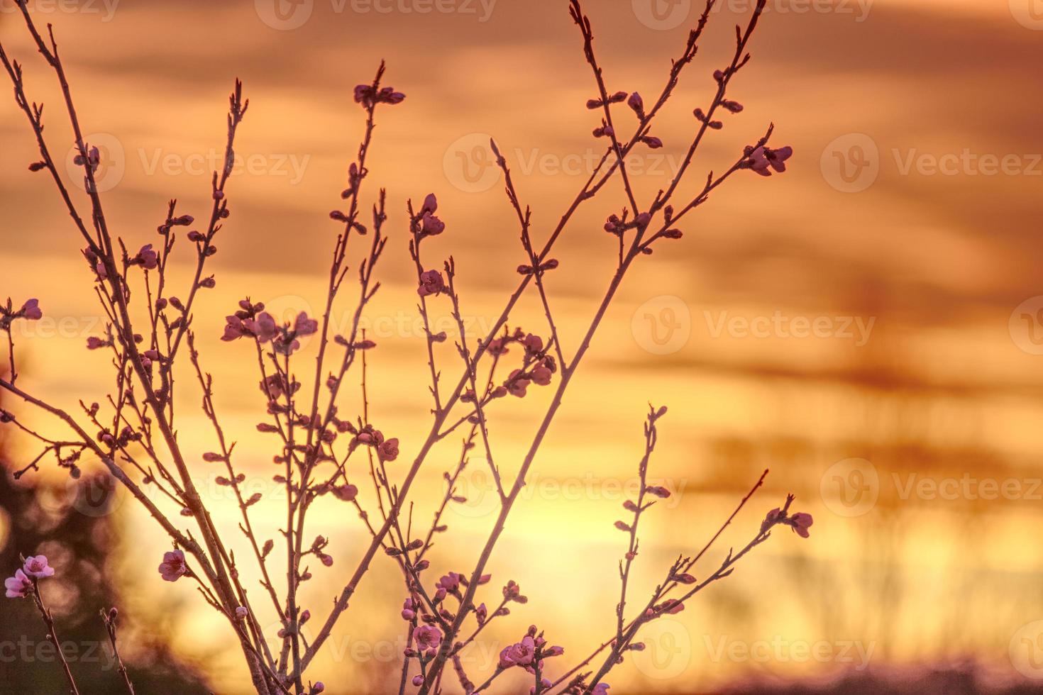 coucher de soleil orange avec des fleurs de pêcher et des branches photo