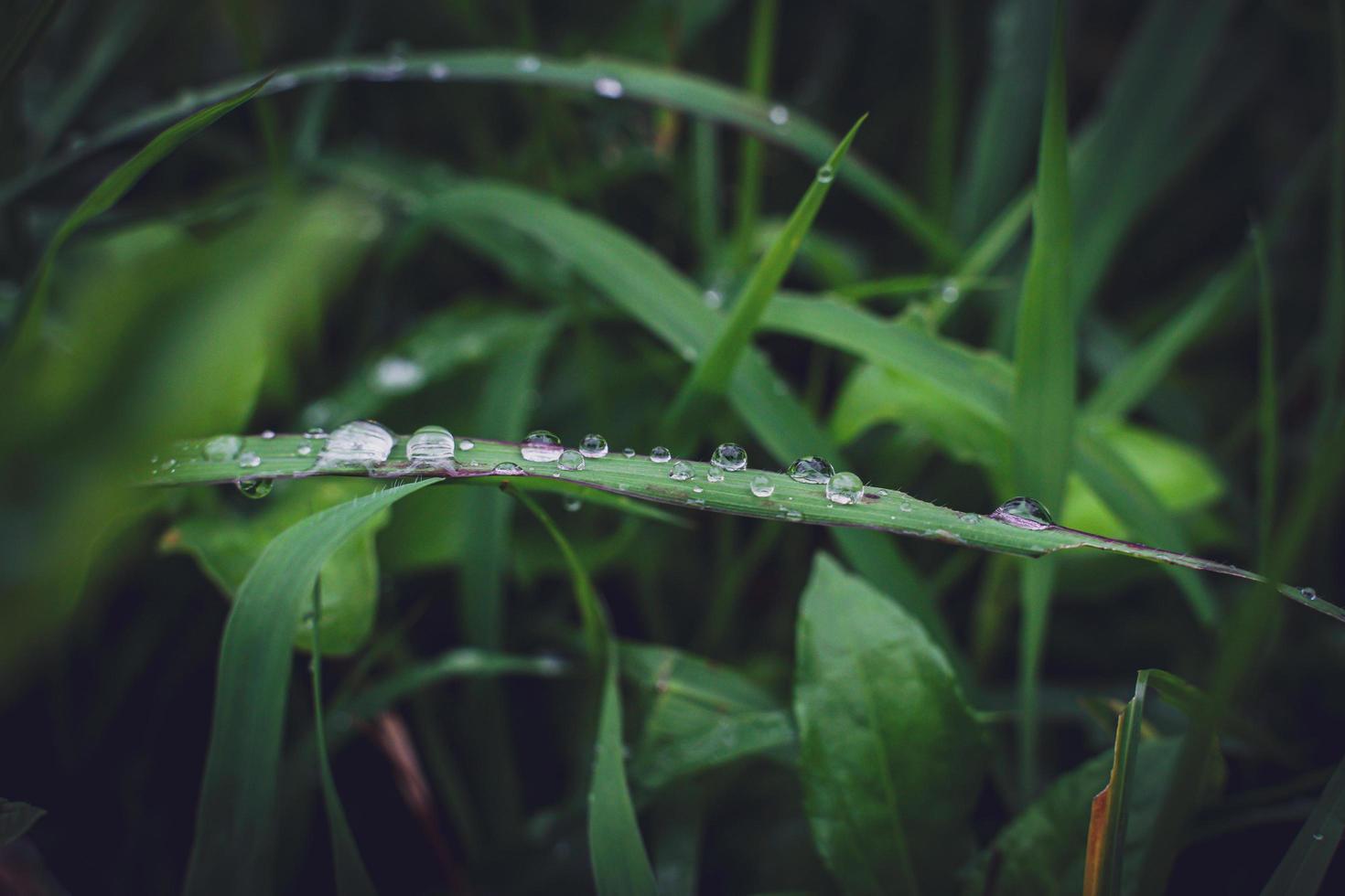 belles grandes gouttes de pluie claires sur les feuilles vertes, les gouttes de rosée du matin brillent au soleil belle texture des feuilles dans la nature nature arrière-plan. photo