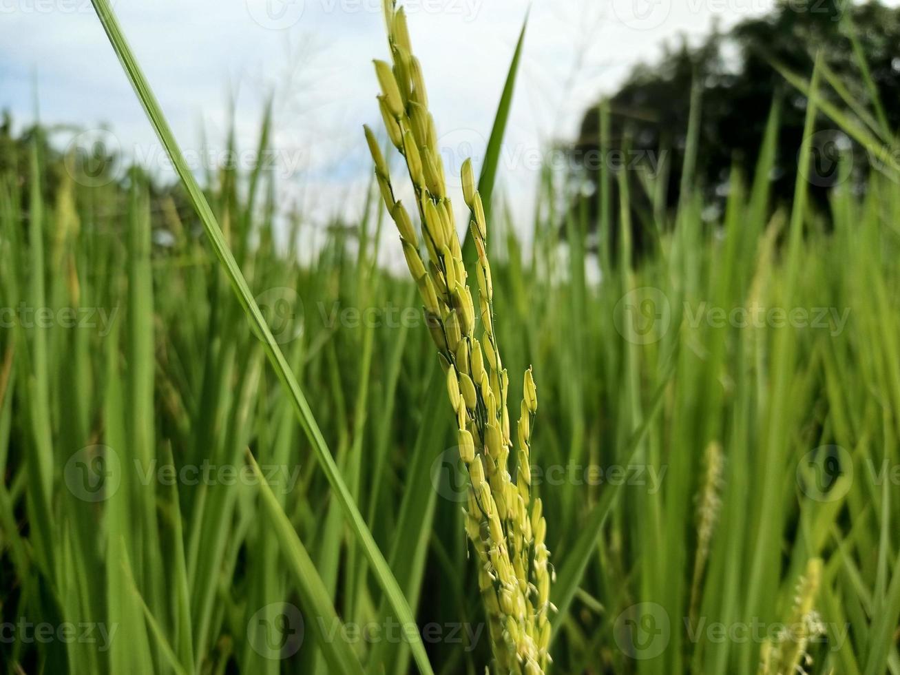 les épis de riz mûrissent dorés. dans une rizière dans un village du nord de la thaïlande au sud-est. photo