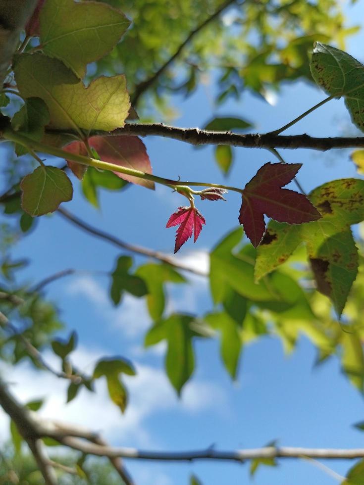 feuilles d'érable brillantes contre le ciel bleu. photo