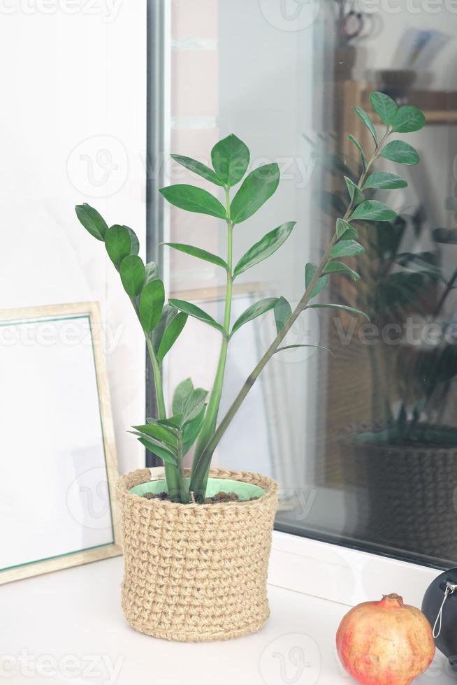 zamioculcas ou gemme de zanzibar, plante zz, plante zuzu dans un pot de fleurs tricoté en jute. sur un rebord de fenêtre dans la maison. plantes d'intérieur, décor bohème minimal pour jardin intérieur. photo