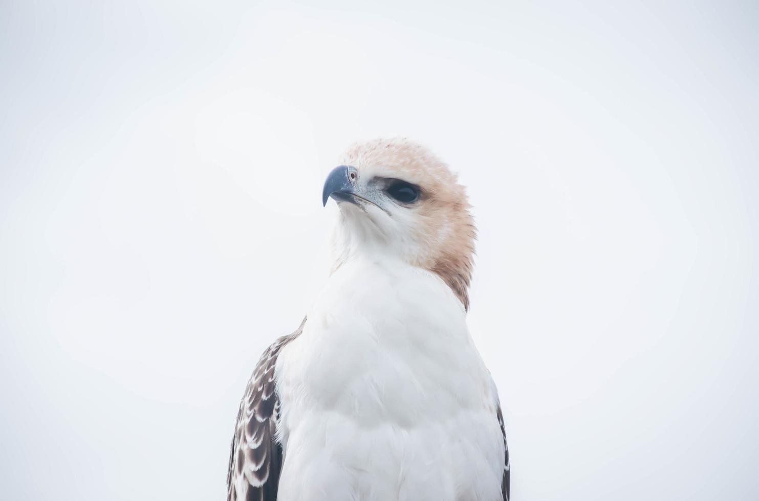 portrait d'un faucon et d'un faucon dans diverses poses photo