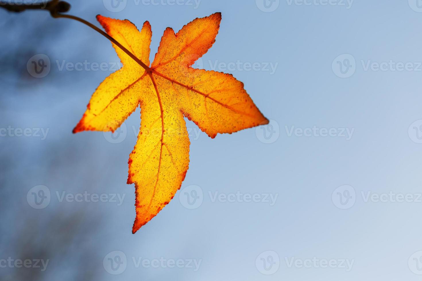 feuille d'automne, vieilles feuilles d'érable orange, feuillage sec des arbres, mise au point douce, saison d'automne, changement de nature, lumière du soleil douce et lumineuse photo