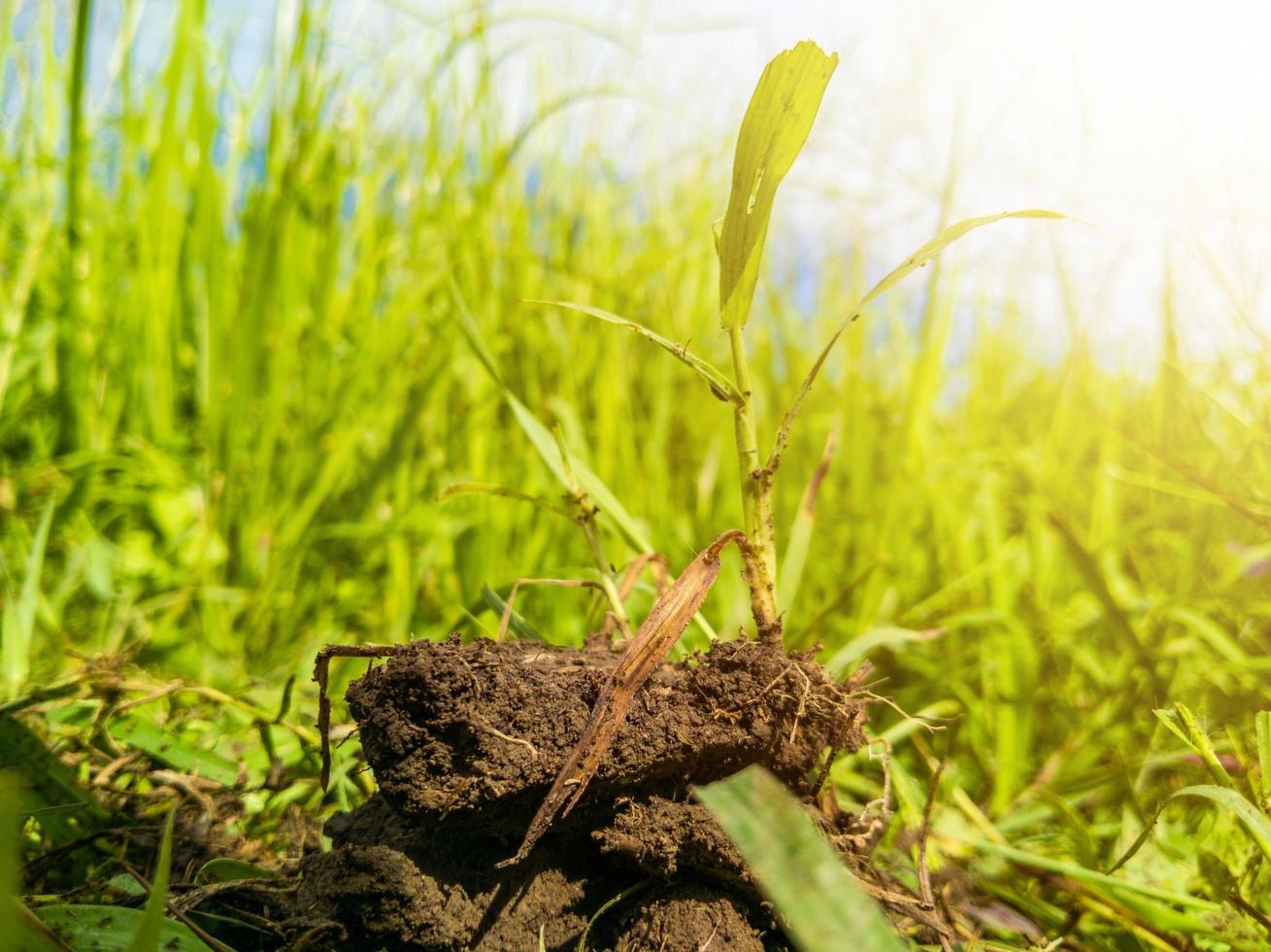 petites plantes sauvages poussant au-dessus du sol et du soleil photo