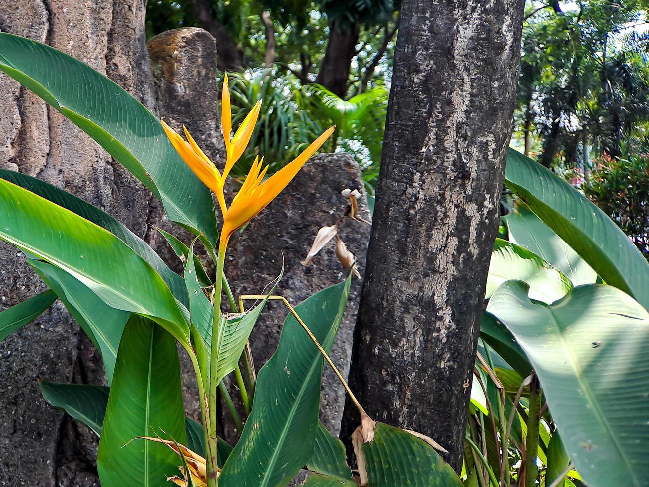 Les héliconias font partie des plantes les plus tropicales. c'est un must à avoir dans le jardin pour créer un paradis tropical photo