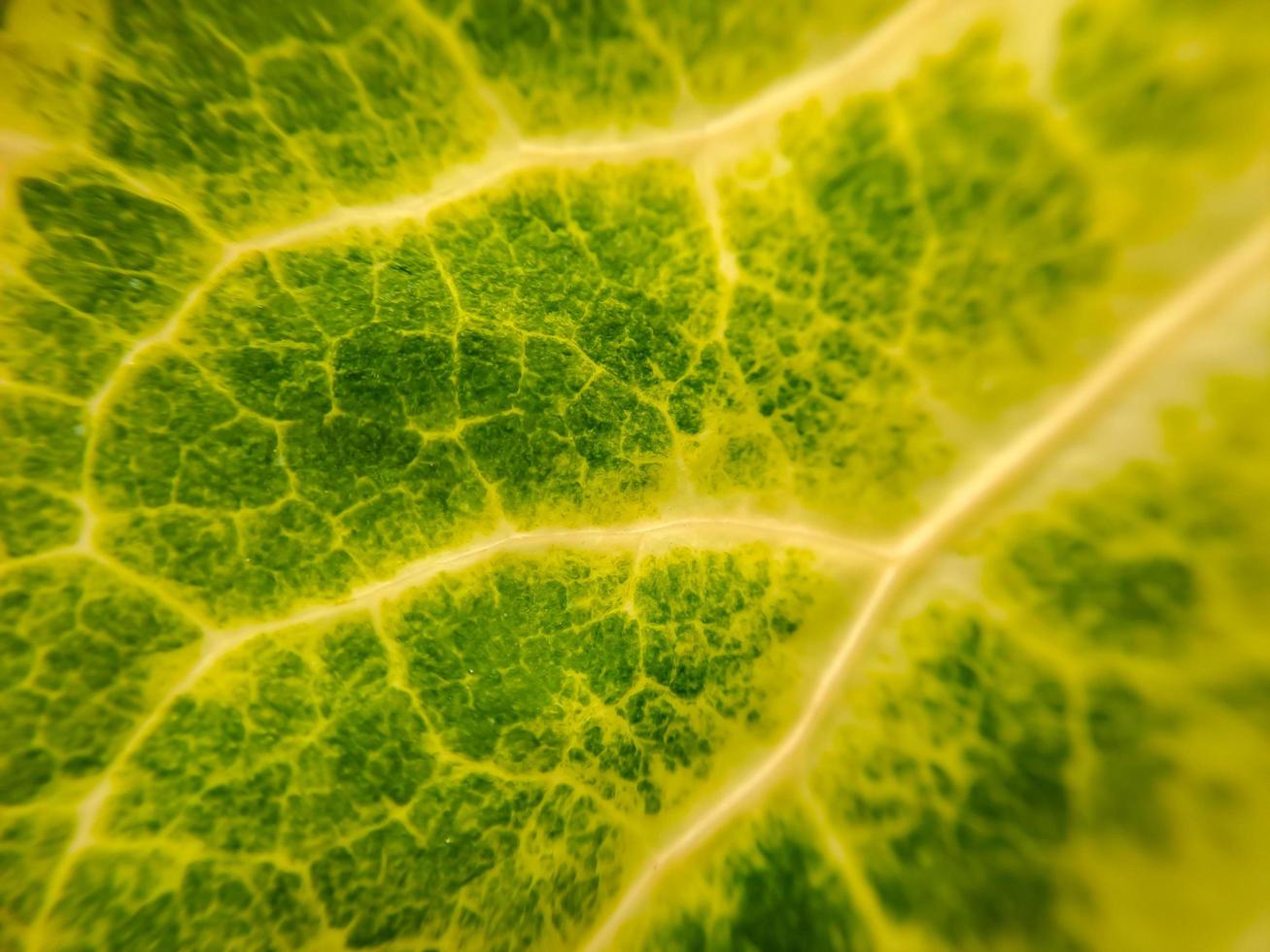 texture de feuille de bette à carde verte avec des tiges jaunes adaptées au fond photo