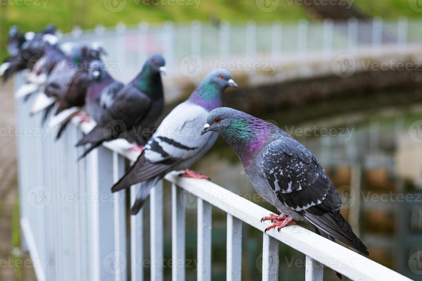 beaucoup de beaux pigeons gris sauvages s'assoient sur la clôture de fer de la rivière sur le remblai de la ville photo