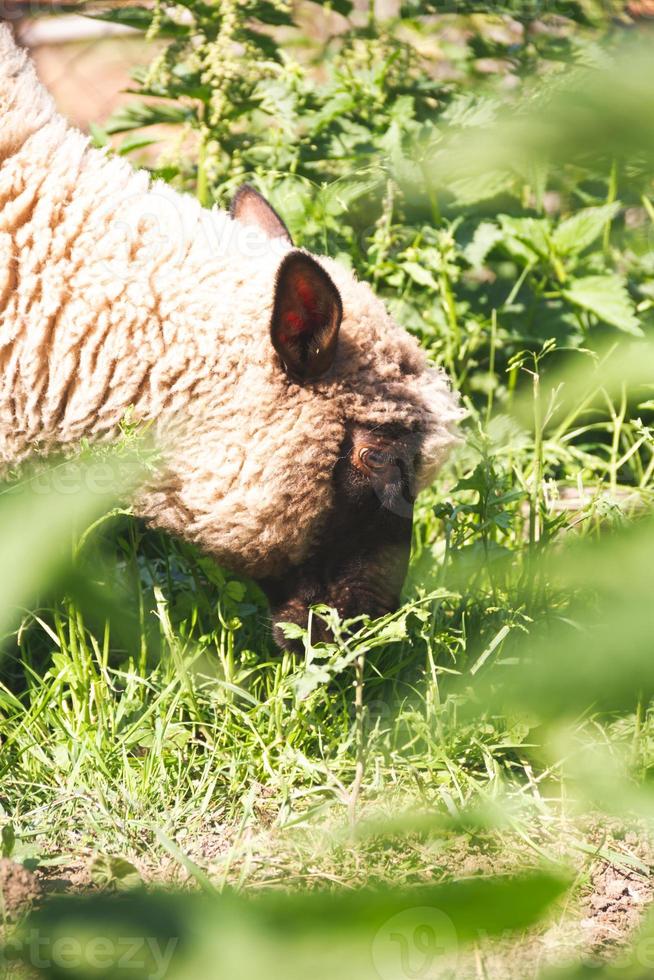 le mouton mange de l'herbe dans le pâturage photo