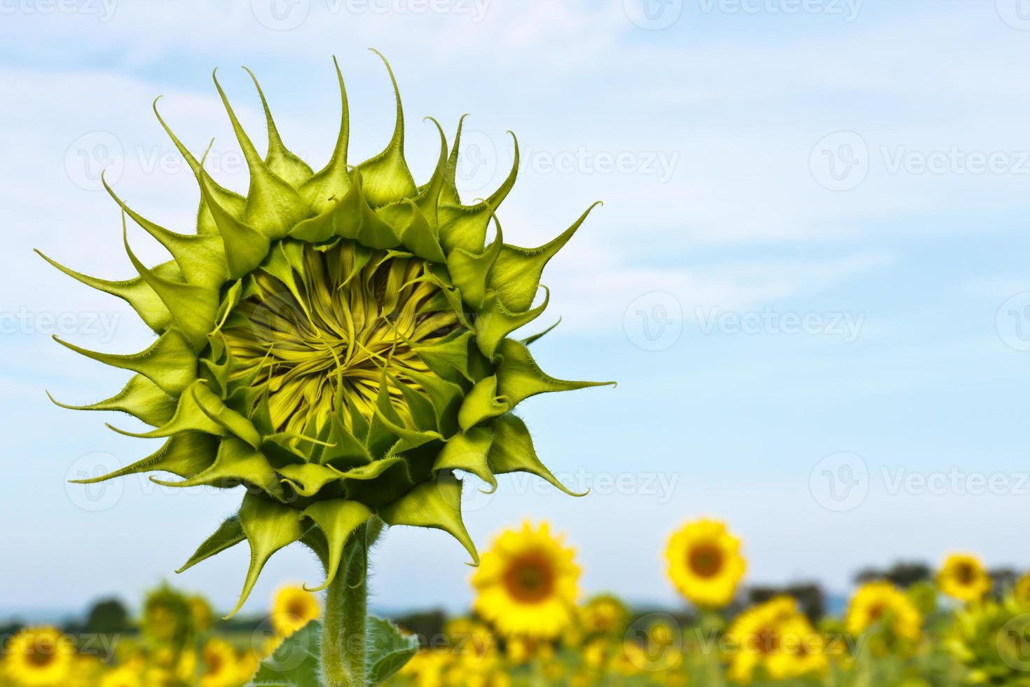 gros plan tournesol photo