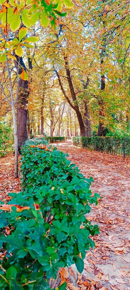 paysage de chutes d'automne photo