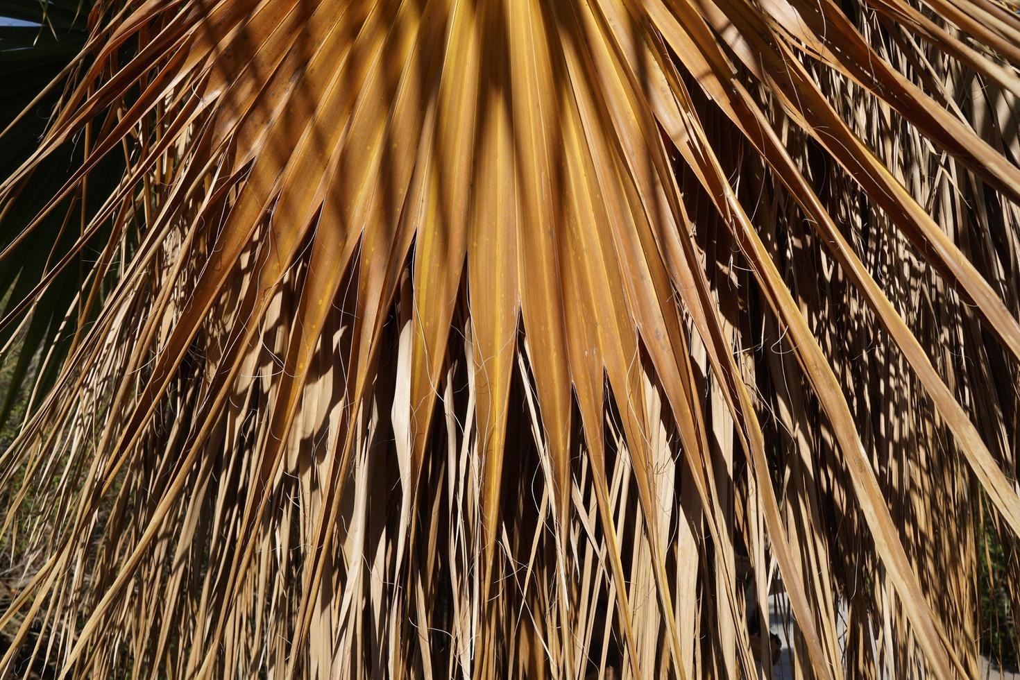 feuille de palmier sèche, nature texturée. photo