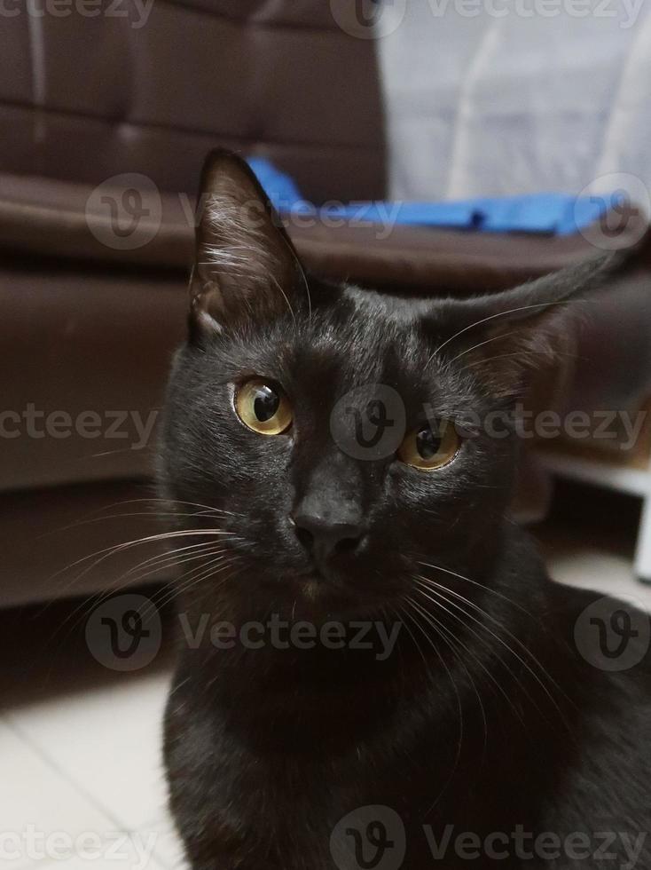 le petit chaton noir aux yeux jaunes regarde la caméra. détente chat noir. photo