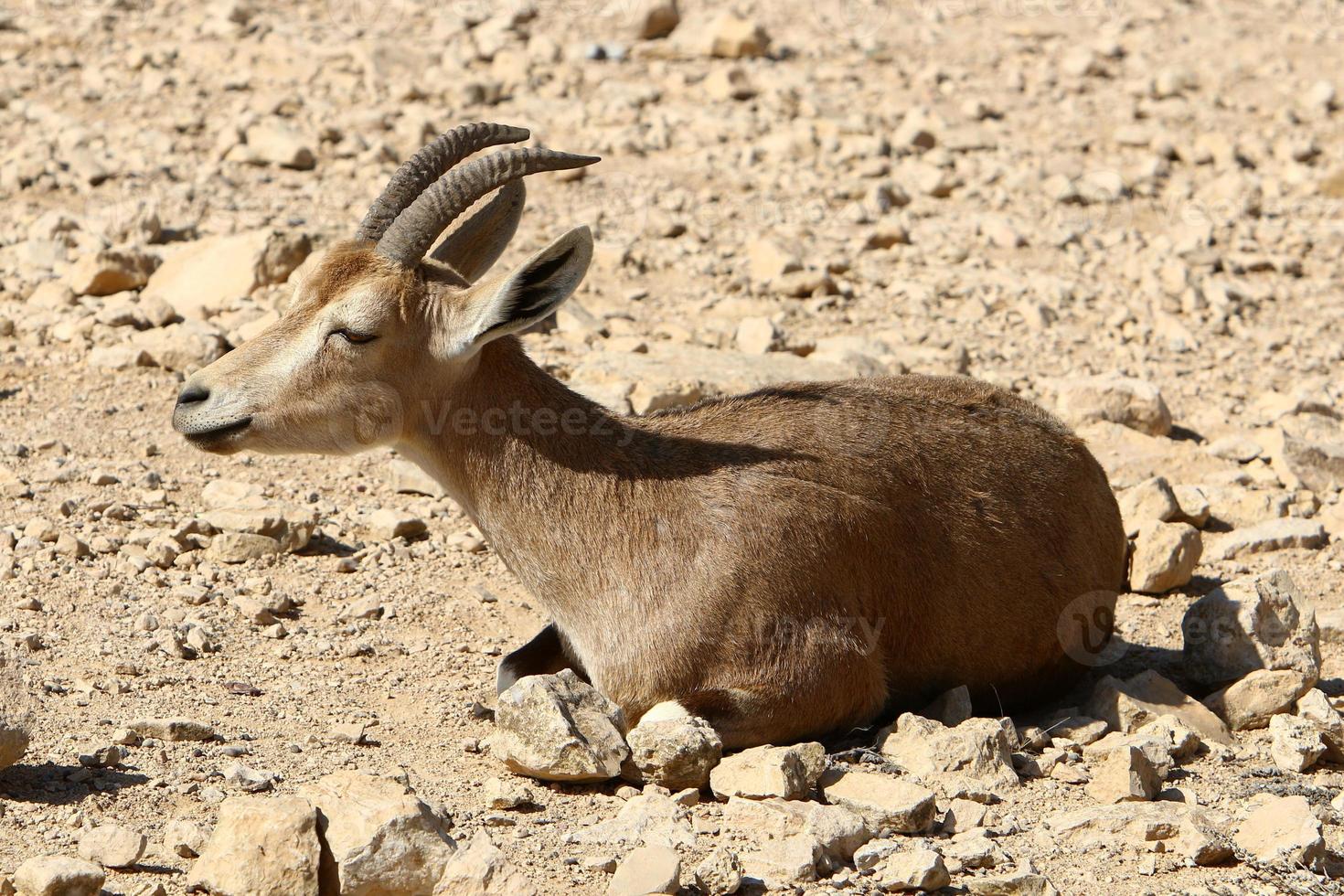 chèvres de montagne sauvages dans le sud d'israël. photo