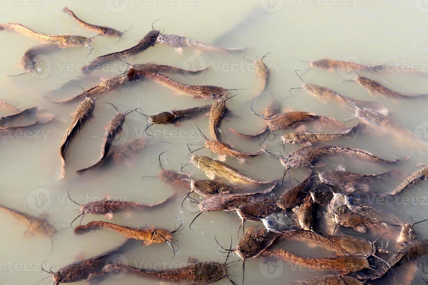 de gros poissons-chats nagent dans une rivière du nord d'israël. photo