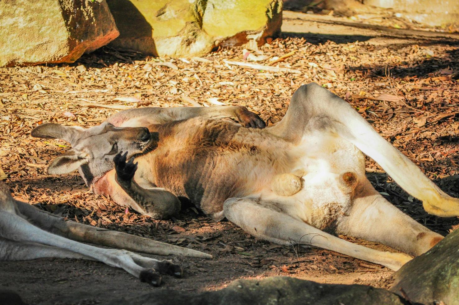 mignon et drôle de gros kangourou rouge allongé et montrant son ventre. photo