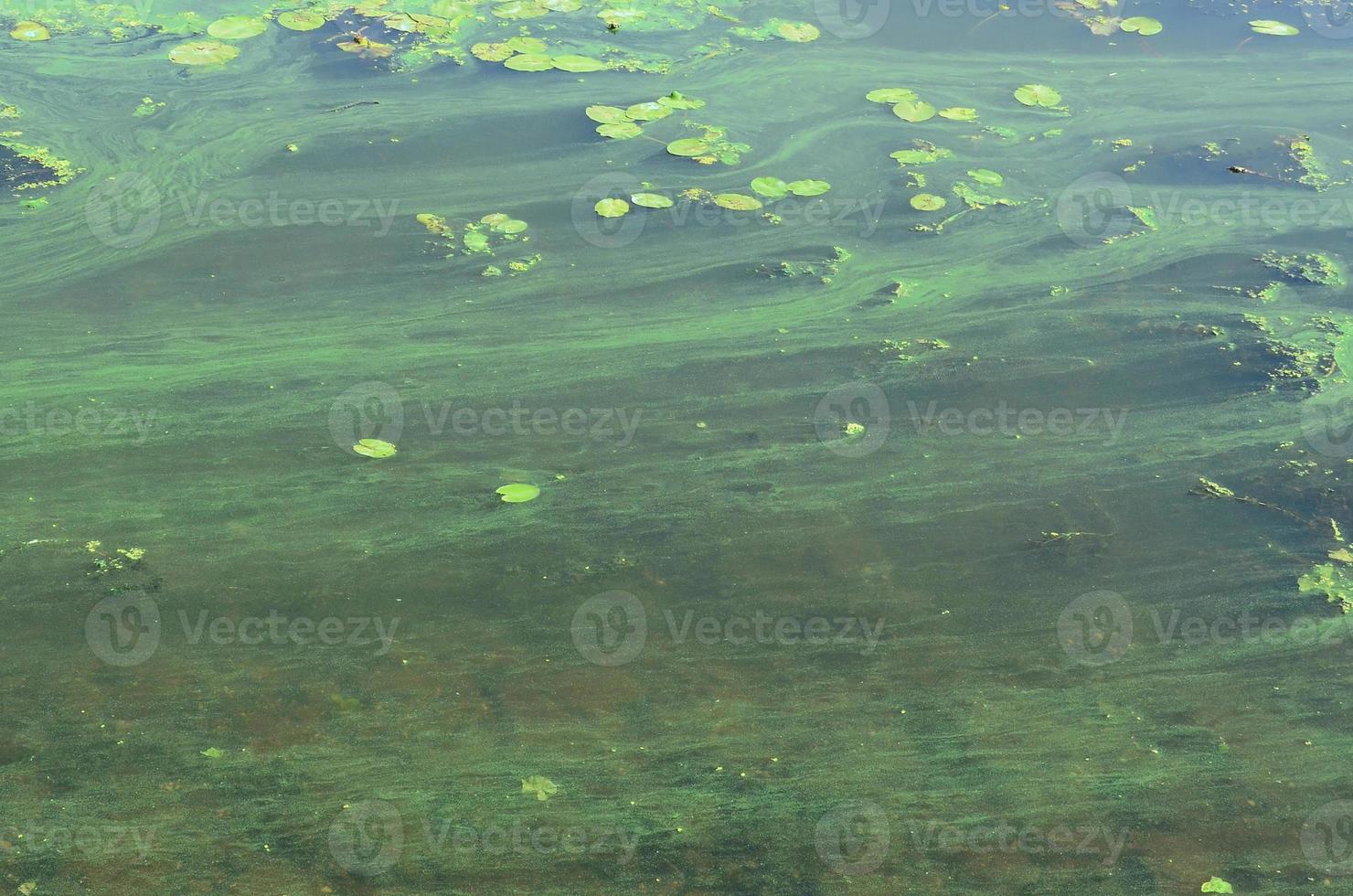 la surface d'un ancien marécage recouvert de lentilles d'eau et de feuilles de lys photo