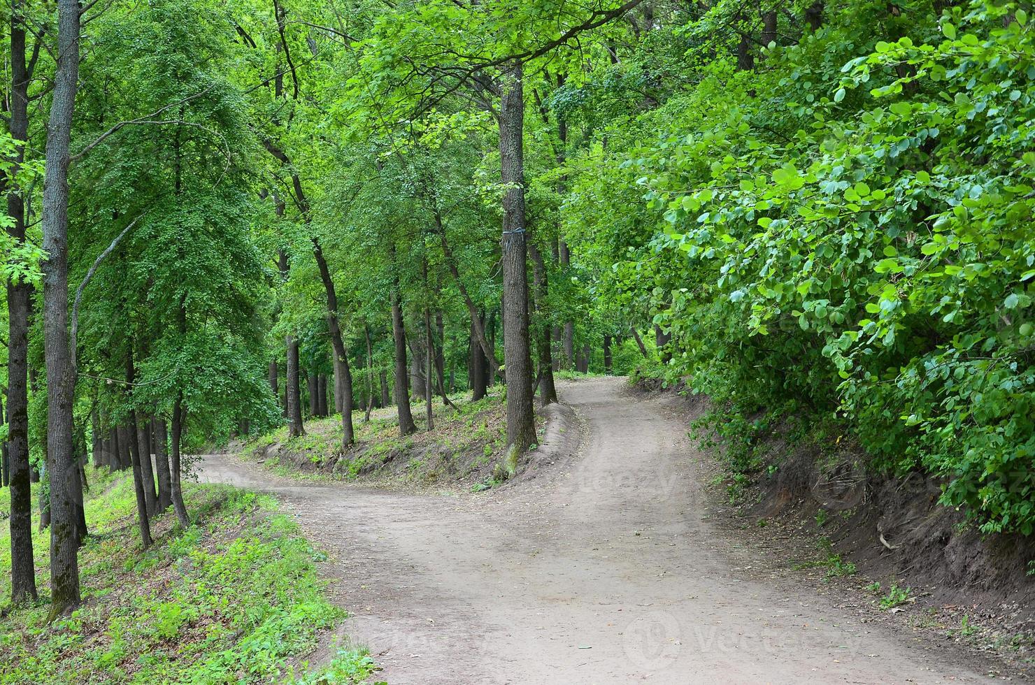 divergence des chemins dans la forêt. carrefour parmi de nombreux arbres photo