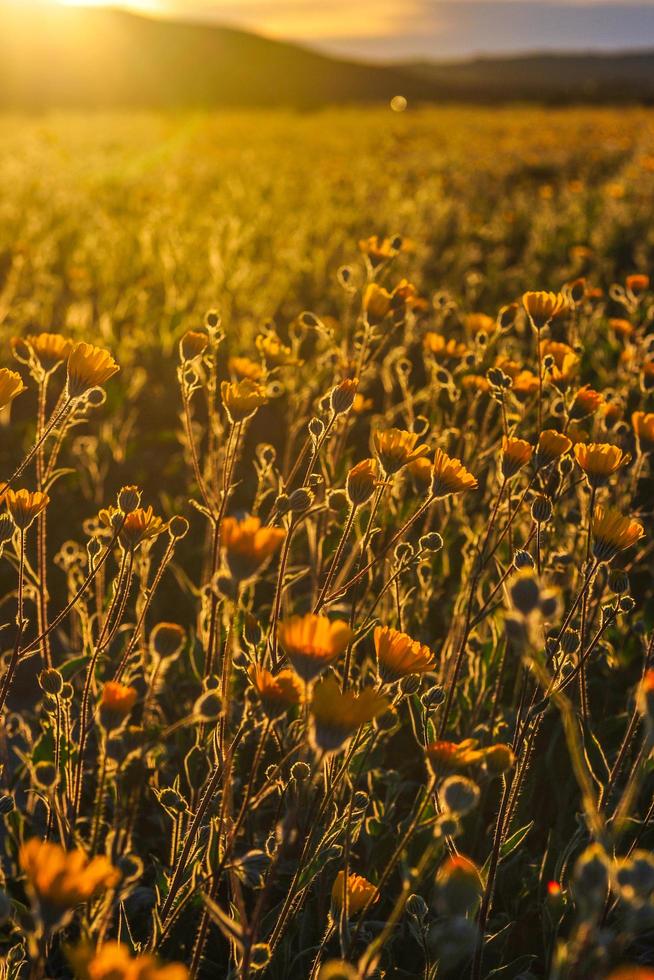 fleurs jaunes au soleil photo