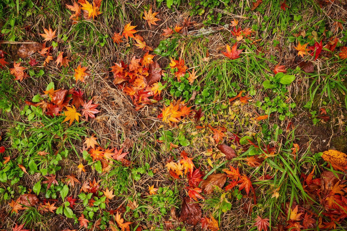 feuilles orange et rouges au sol photo