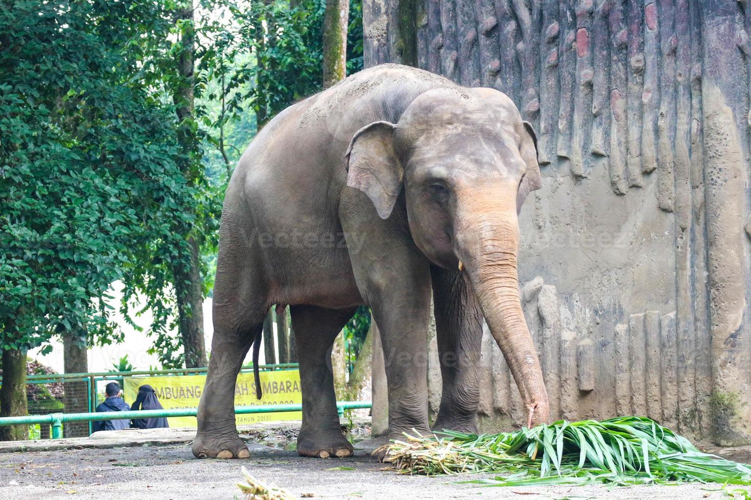 L'éléphant de Sumatra Elephas maximus sumatranus dans le parc animalier de Ragunan ou le zoo de Ragunan photo