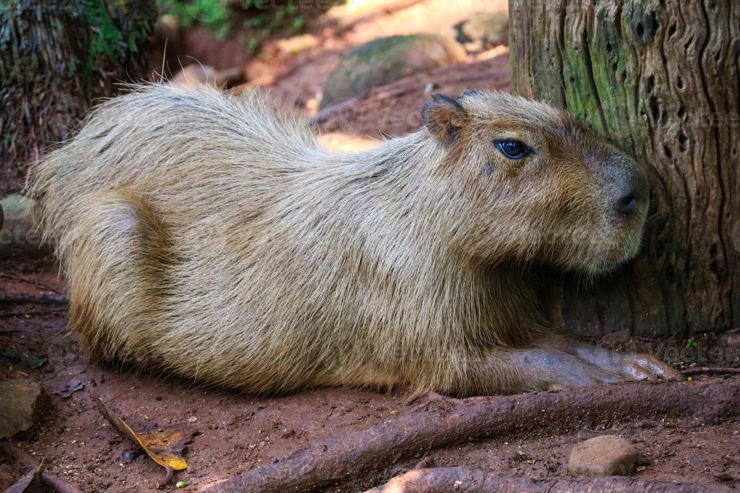 capybara hydrochoerus hydrochaeris au zoo de ragunan, jakarta. photo