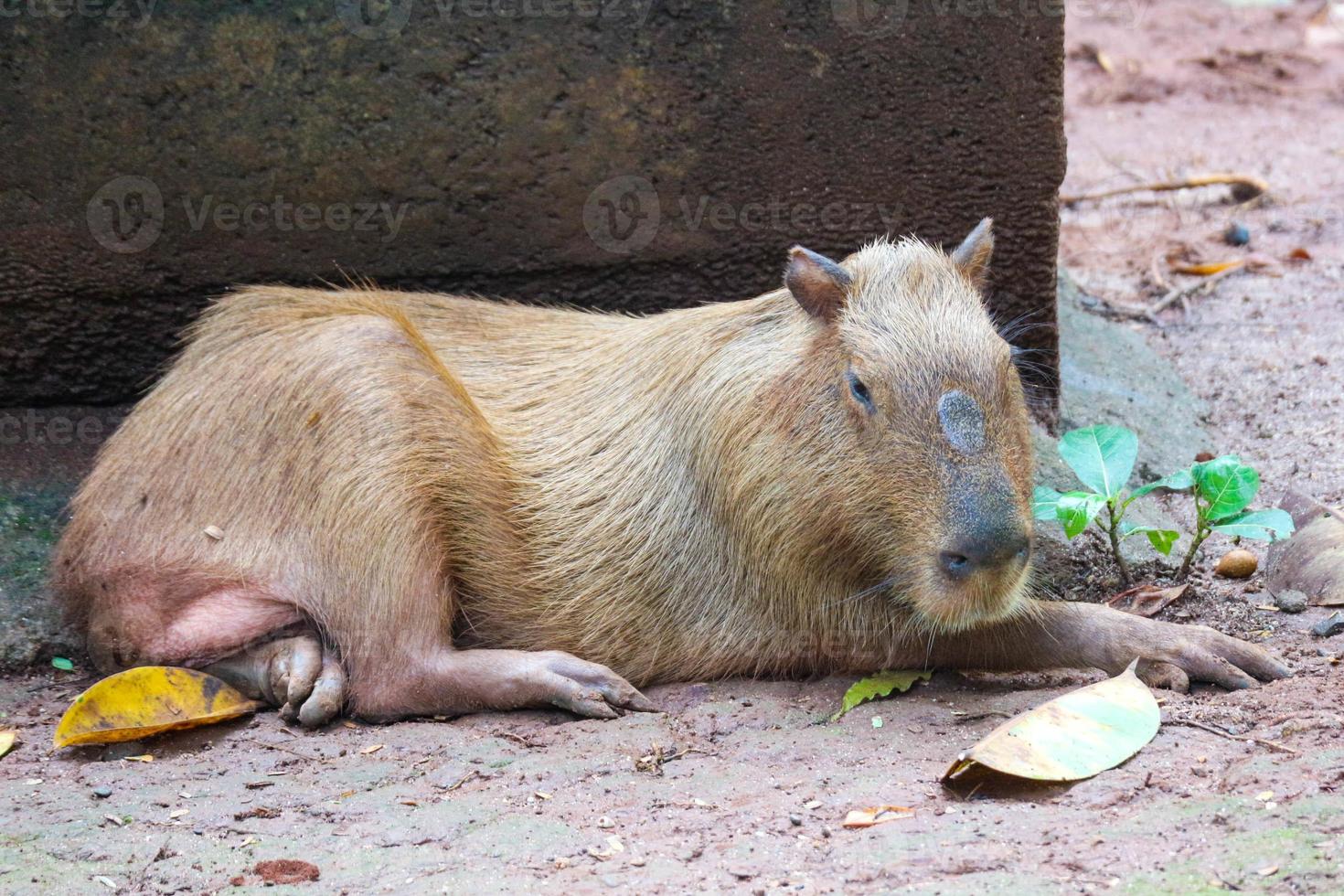 capybara hydrochoerus hydrochaeris au zoo de ragunan, jakarta. photo