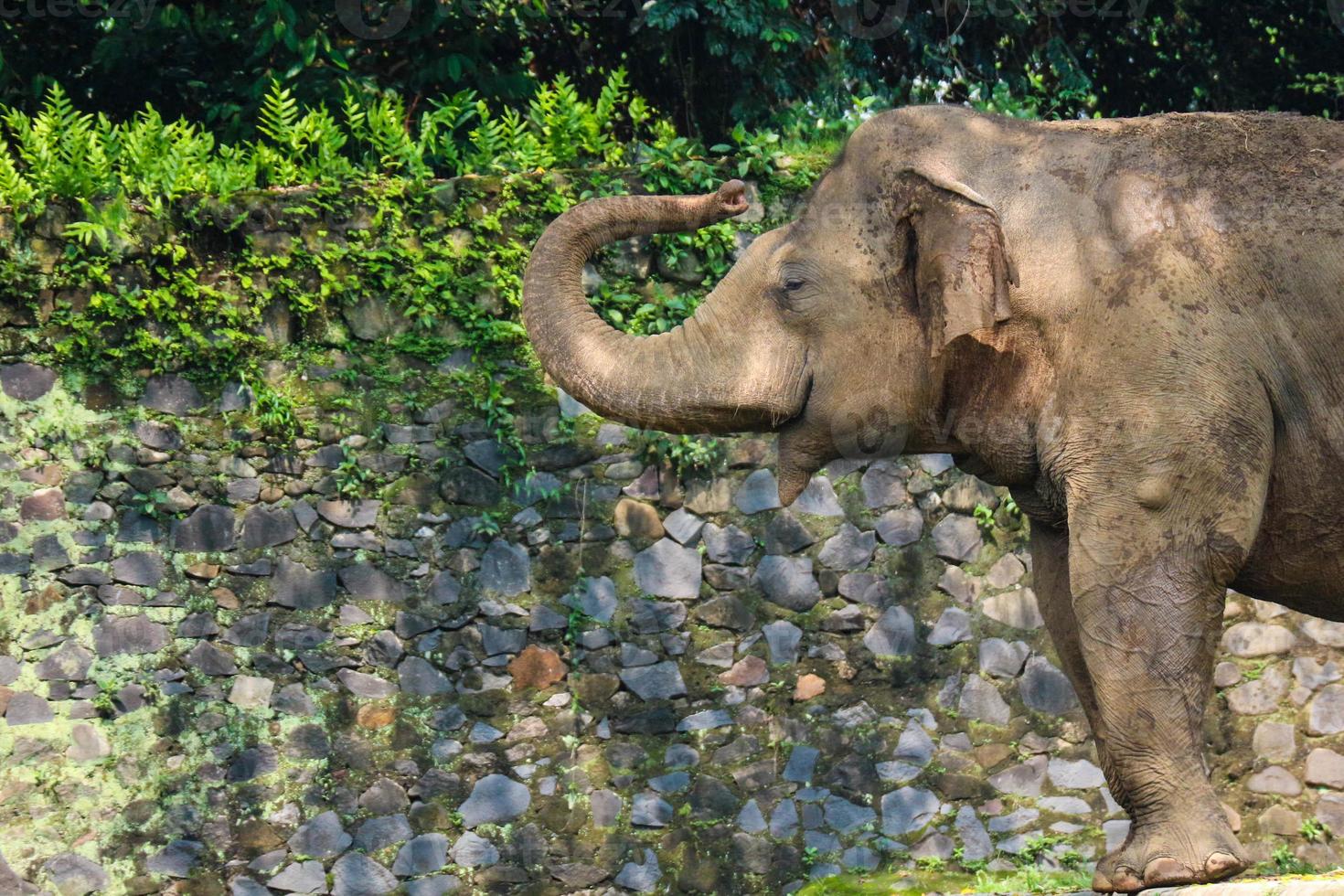 L'éléphant de Sumatra Elephas maximus sumatranus dans le parc animalier de Ragunan ou le zoo de Ragunan photo