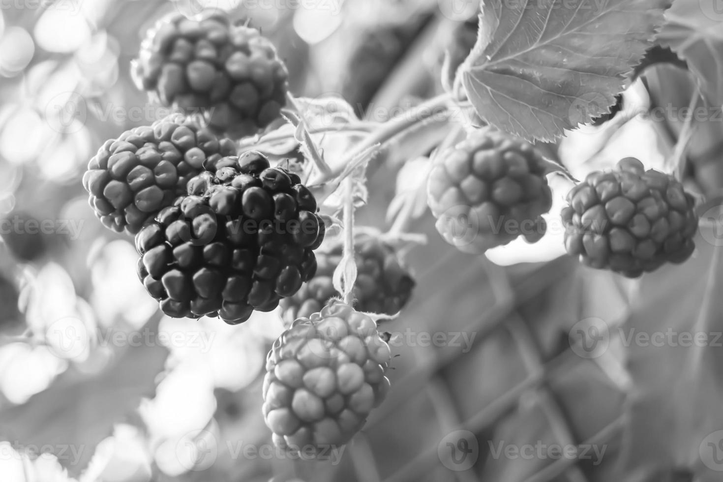 photographie sur le thème belle branche de baies buisson de mûres photo