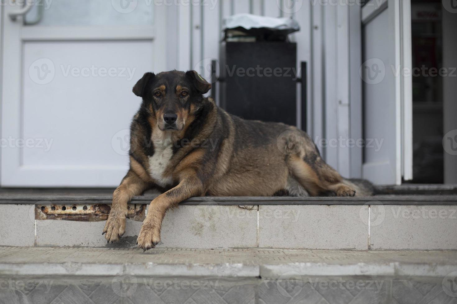 chien errant dans la rue. animal de compagnie abandonné. chien en ville. photo