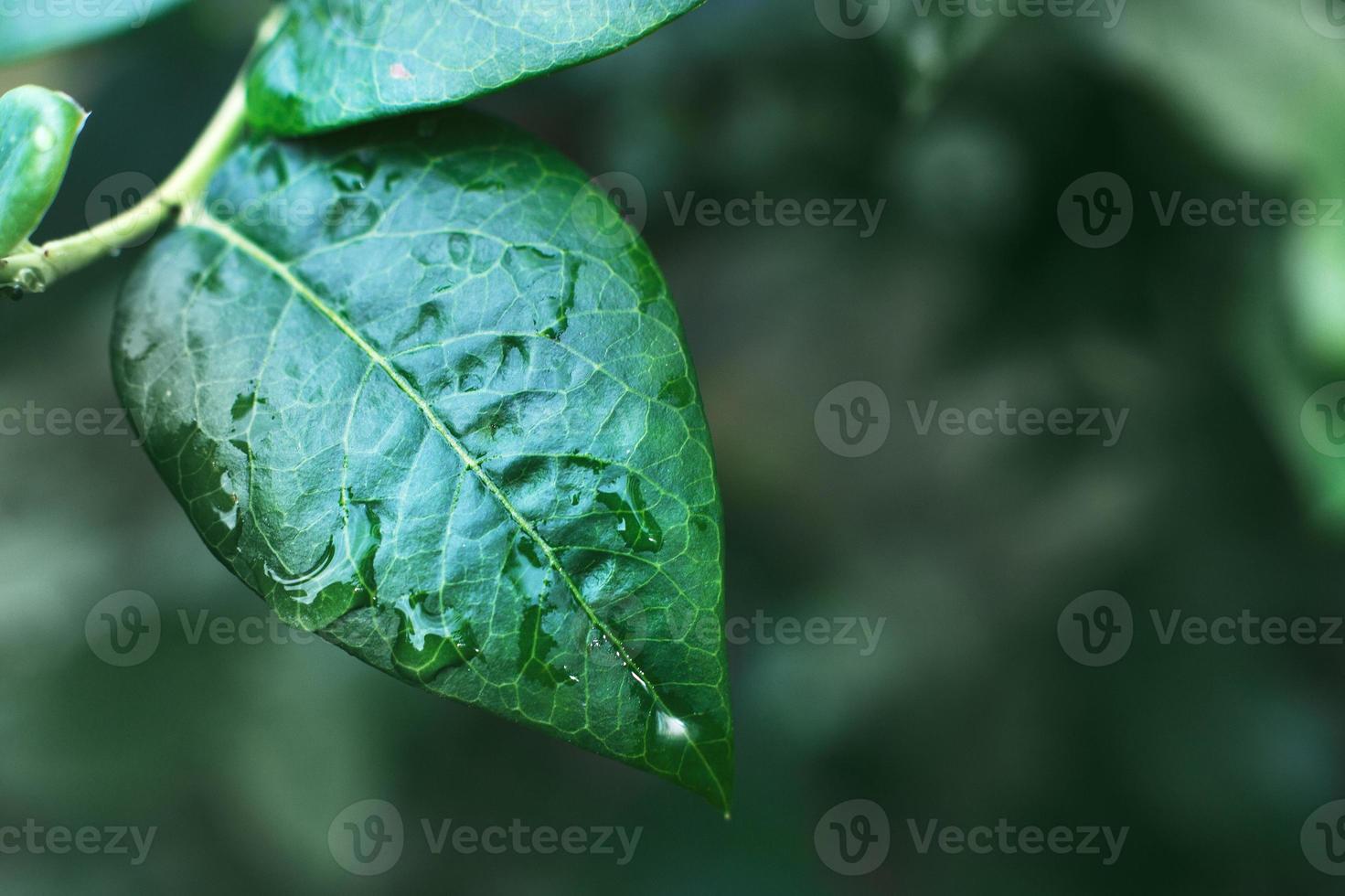 buissons de bleuets verts humides avec goutte d'eau se bouchent. fond de feuilles naturelles photo