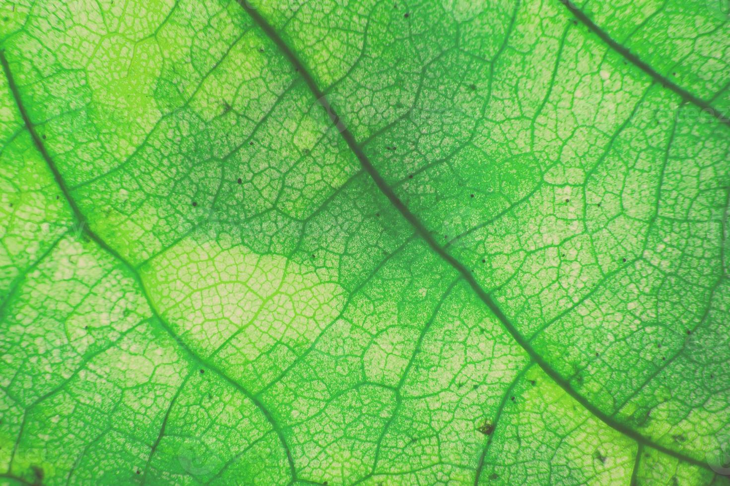 macro photo de feuillage organique microscopique. fond de texture de feuille verte.