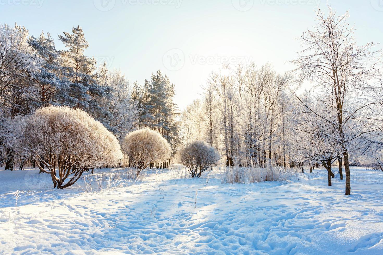 arbres givrés dans la forêt enneigée, temps froid le matin ensoleillé. nature hivernale tranquille au soleil. jardin ou parc d'hiver naturel inspirant. fond de paysage nature écologie cool paisible. photo