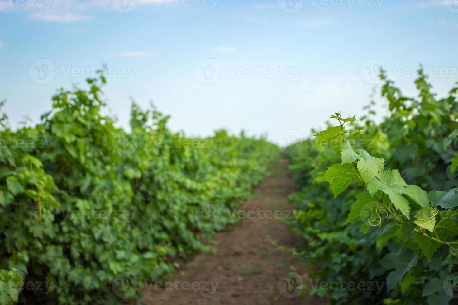 brindille de raisin vert et feuilles sur fond de cadre de vigne. jeunes feuilles de vigne et boucles sur la vigne dans le fond de l'été du vignoble. photo